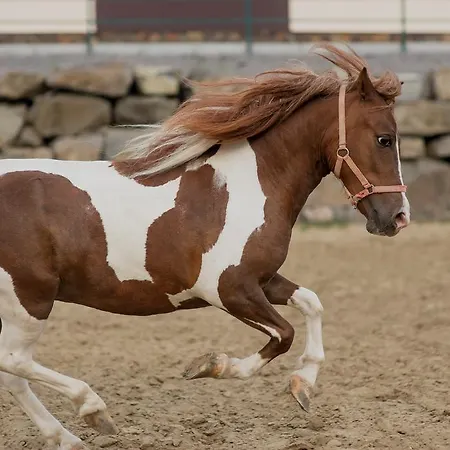 Zolota Gora Hotel-rancho Hotel 4*