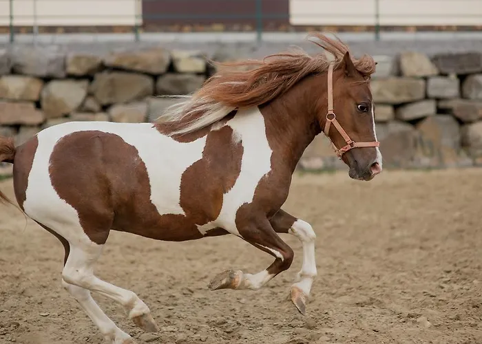 Zolota Gora Hotel-rancho Otel 4*